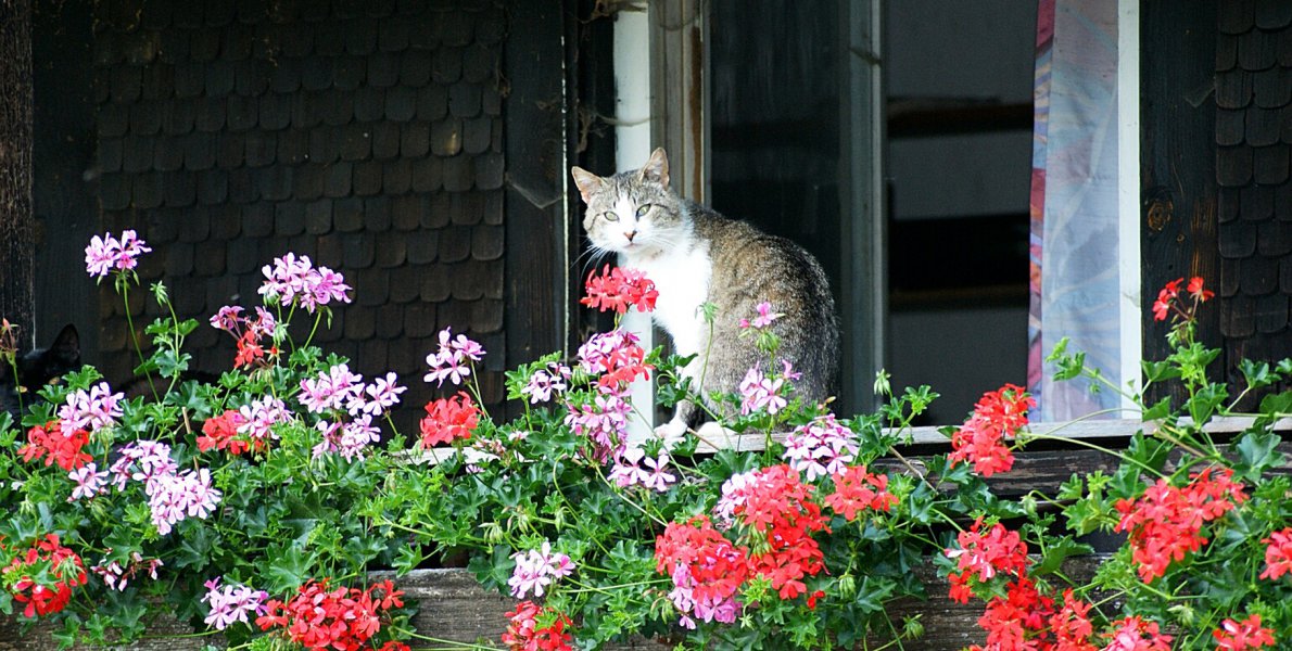 Katze und Blumen